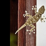 Charmante Gecko. מצטלמת ונעלמת